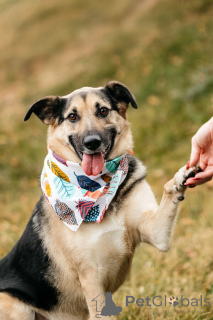Foto №1. mischlingshund - zum Verkauf in der Stadt Moskwa | Frei | Ankündigung № 149592