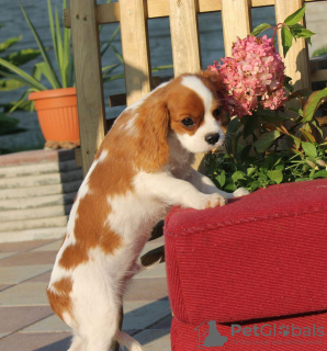 Foto №2 zu Ankündigung № 12540 zu verkaufen cavalier king charles spaniel - einkaufen Lettland quotient 	ankündigung