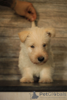 Foto №4. Ich werde verkaufen scottish terrier in der Stadt Simferopol. quotient 	ankündigung - preis - verhandelt