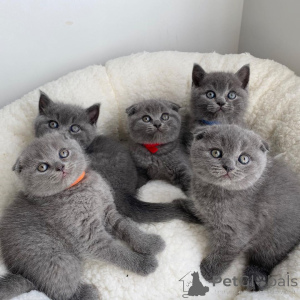 Foto №4. Ich werde verkaufen schottische faltohrkatze in der Stadt Luxemburg. quotient 	ankündigung - preis - verhandelt