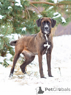 Foto №1. mischlingshund - zum Verkauf in der Stadt Moskova | Frei | Ankündigung № 163070