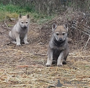 Foto №2 zu Ankündigung № 42020 zu verkaufen tschechoslowakischer wolfhund - einkaufen Bulgarien quotient 	ankündigung