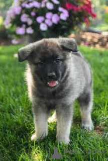 Foto №2 zu Ankündigung № 163876 zu verkaufen norwegischer buhund - einkaufen Niederlande quotient 	ankündigung, züchter