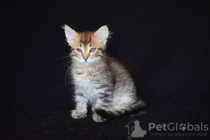 Foto №3. Sibirische Kätzchen.. Kasachstan
