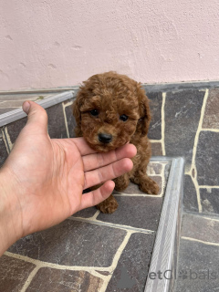 Foto №4. Ich werde verkaufen pudel (toy) in der Stadt Odžaci.  - preis - verhandelt