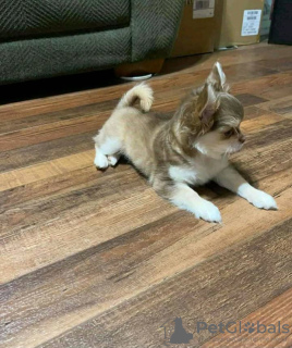 Foto №2 zu Ankündigung № 127563 zu verkaufen chihuahua - einkaufen USA 