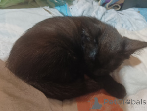 Foto №2 zu Ankündigung № 146294 zu verkaufen  - einkaufen Russische Föderation quotient 	ankündigung