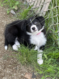 Foto №1. border collie - zum Verkauf in der Stadt Los Angeles | Frei | Ankündigung № 40111