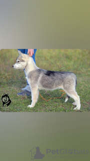 Foto №2 zu Ankündigung № 123381 zu verkaufen siberian husky - einkaufen Russische Föderation vom kindergarten