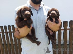 Foto №1. labrador retriever - zum Verkauf in der Stadt Koceljeva | verhandelt | Ankündigung № 110980