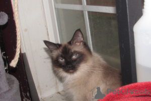 Foto №2 zu Ankündigung № 146694 zu verkaufen ragdoll-katze - einkaufen USA züchter