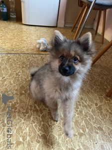 Foto №3. Německy špic. Tschechische Republik