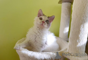 Foto №1. selkirk rex shorthair - zum Verkauf in der Stadt Gewang | 350€ | Ankündigung № 173646