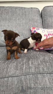 Foto №4. Ich werde verkaufen chihuahua in der Stadt Genk. quotient 	ankündigung - preis - 500€