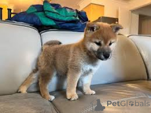 Foto №3. Chiots Shiba Inu sind à la vente erhältlich. Frankreich