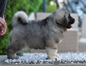 Foto №3. Kaukasischer Schäferhund. Serbien