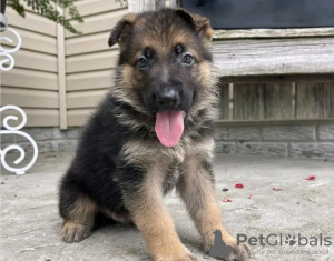 Foto №3. Adorable toilet trained German Shepherd. Deutschland