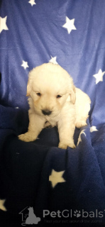 Foto №1. golden retriever - zum Verkauf in der Stadt Paris | verhandelt | Ankündigung № 143146