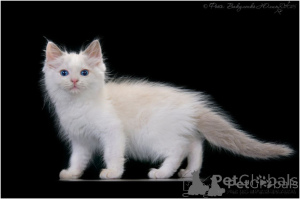 Foto №2 zu Ankündigung № 158670 zu verkaufen ragdoll-katze - einkaufen Vereinigte Arabische Emirate 
