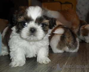 Foto №1. shih tzu - zum Verkauf in der Stadt Berlin | 320€ | Ankündigung № 90359