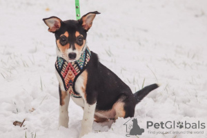 Foto №1. mischlingshund - zum Verkauf in der Stadt Москва | Frei | Ankündigung № 77413