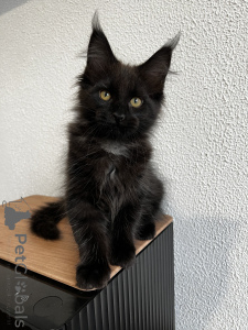 Foto №1. maine-coon-katze - zum Verkauf in der Stadt Pjatigorsk | 1078€ | Ankündigung № 155991