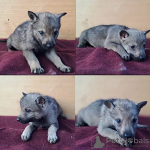 Foto №2 zu Ankündigung № 85651 zu verkaufen tschechoslowakischer wolfhund - einkaufen Serbien quotient 	ankündigung