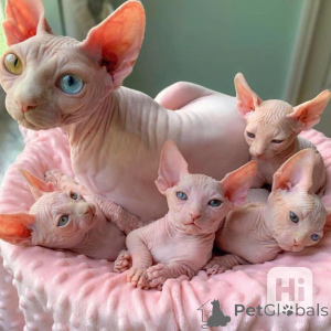 Foto №1. sphynx-katze - zum Verkauf in der Stadt Ansubrg | 378€ | Ankündigung № 149572