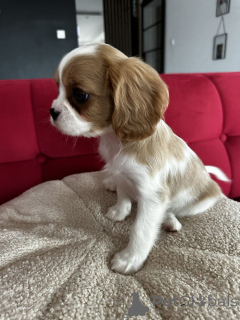 Foto №2 zu Ankündigung № 160198 zu verkaufen cavalier king charles spaniel - einkaufen Deutschland quotient 	ankündigung