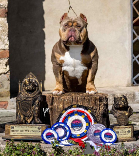 Zusätzliche Fotos: American Bully Welpen zu verkaufen