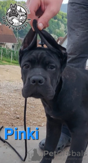 Foto №3. Cane Corso-Welpen. Serbien