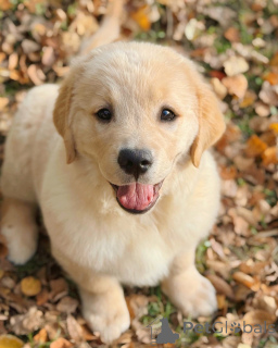 Foto №3. Lernen Sie Cooper kennen, den Goldjungen mit einem Herzen, das so warm ist wie. Irland