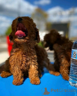 Foto №1. pudel (zwerg) - zum Verkauf in der Stadt Heiliger Pölten | 850€ | Ankündigung № 161890