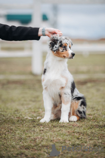 Foto №3. Wunderschöner Australian Shepherd Welpe. Weißrussland
