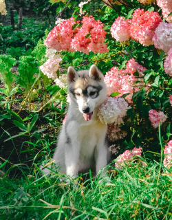 Foto №4. Ich werde verkaufen siberian husky in der Stadt Perm. züchter - preis - 170€