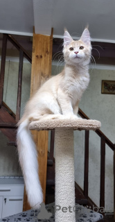 Foto №4. Ich werde verkaufen maine-coon-katze in der Stadt Sydney. quotient 	ankündigung - preis - verhandelt