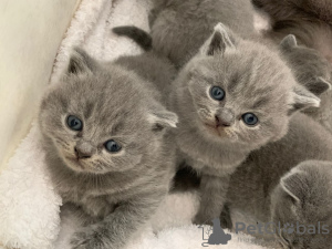 Foto №3. Süße Scottish Fold-Kätzchen jetzt zum Verkauf. Deutschland