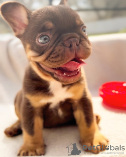 Foto №2 zu Ankündigung № 48253 zu verkaufen französische bulldogge - einkaufen Belgien 