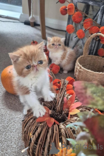 Foto №1. perserkatze - zum Verkauf in der Stadt Jölchen | 350€ | Ankündigung № 178038
