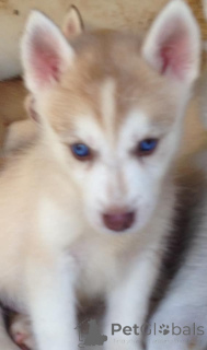 Foto №2 zu Ankündigung № 172201 zu verkaufen siberian husky - einkaufen Frankreich quotient 	ankündigung