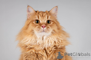 Foto №2 zu Ankündigung № 166040 zu verkaufen  - einkaufen Russische Föderation aus dem tierheim