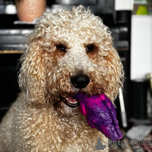 Foto №4. Paarung labradoodle in Russische Föderation. Ankündigung № 131724