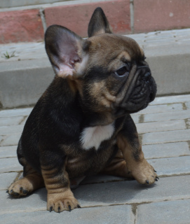 Foto №2 zu Ankündigung № 2896 zu verkaufen  - einkaufen Weißrussland quotient 	ankündigung