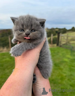 Foto №1. britisch kurzhaar - zum Verkauf in der Stadt Brondby | 350€ | Ankündigung № 151601