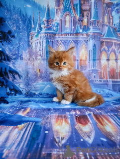Foto №4. Ich werde verkaufen maine-coon-katze in der Stadt Lobnja. quotient 	ankündigung - preis - 916€