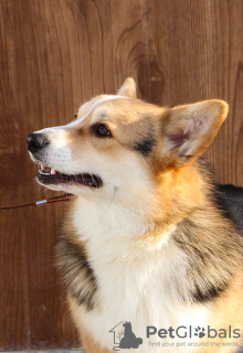 Foto №4. Ich werde verkaufen welsh corgi in der Stadt Balakovo. quotient 	ankündigung - preis - verhandelt