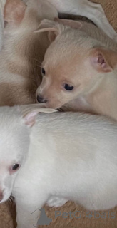 Foto №2 zu Ankündigung № 166930 zu verkaufen mischlingshund - einkaufen Niederlande quotient 	ankündigung