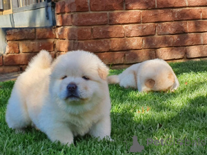 Foto №4. Ich werde verkaufen chow-chow in der Stadt Calgary.  - preis - verhandelt