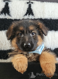 Foto №2 zu Ankündigung № 161637 zu verkaufen australian shepherd - einkaufen Frankreich quotient 	ankündigung