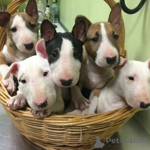 Foto №1. bullterrier - zum Verkauf in der Stadt Heshkili | verhandelt | Ankündigung № 174918